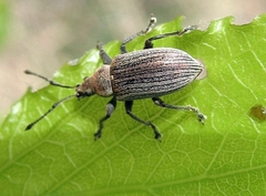 Phyllobius pyri