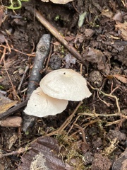 Clitopilus