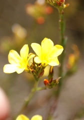 Linum africanum