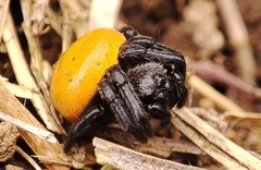Araneus sernai