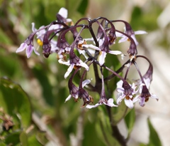 Solanum africanum