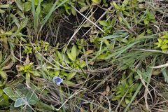 Craterocapsa tarsodes