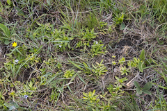 Craterocapsa tarsodes