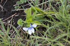 Craterocapsa tarsodes