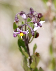 Solanum africanum