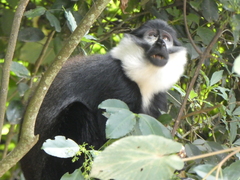 Allochrocebus lhoesti