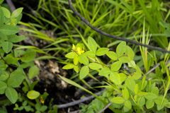 Crotalaria natalensis
