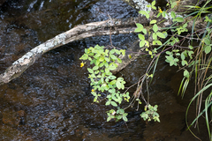 Crotalaria natalensis
