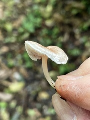 Clitopilus