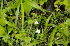 Diclis rotundifolia