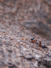 Crematogaster contemta