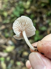 Clitopilus