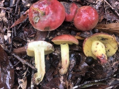 Boletus roodyi