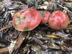 Boletus roodyi