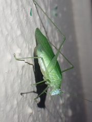 Anaulacomerina