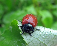 Chrysomela populi