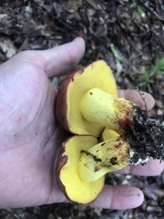 Boletus roodyi