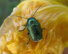 Cryptocephalus sericeus