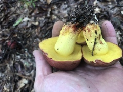 Boletus roodyi