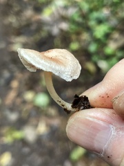 Clitopilus