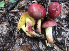 Boletus roodyi