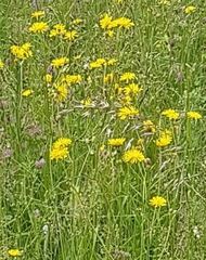 Crepis biennis