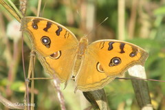 Junonia almana almana