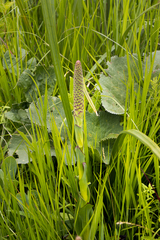 Disa