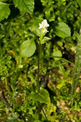 Disperis lindleyana