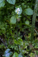 Disperis lindleyana