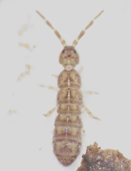 Isotomidae
