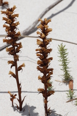 Orobanche minor
