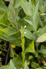 Epilobium salignum