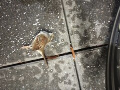 Zonotrichia albicollis