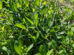 Polygonum