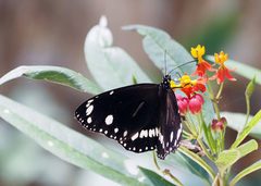 Euploea core corinna