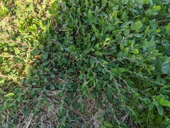 Polygonum