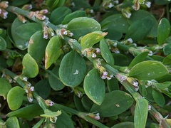 Polygonum