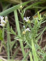 Wahlenbergia huttonii