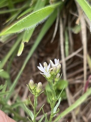Wahlenbergia huttonii