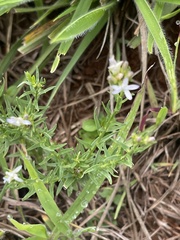 Wahlenbergia huttonii