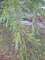 Cedrus deodara