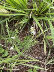 Wahlenbergia huttonii