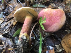 Lanmaoa pallidorosea