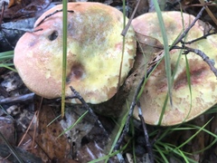 Lanmaoa pallidorosea