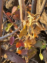 Hylephila phyleus phyleus