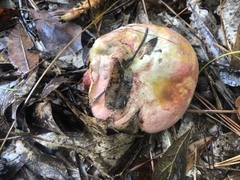 Lanmaoa pallidorosea