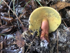 Lanmaoa pallidorosea