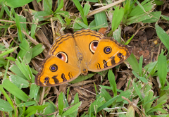 Junonia almana javana