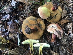 Lanmaoa pallidorosea